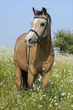 Welsh Pony