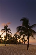 Sunset on the beach with palm trees