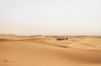 Caravan with dromedaries (Camelus dromedarius)