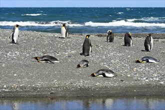 King penguins (Aptenodytes patagonicus)