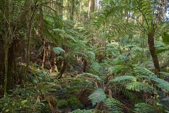 Rainforest with Tree ferns (Cyatheales) and Eucalyptus regnans trees (Eucalyptus regnans)