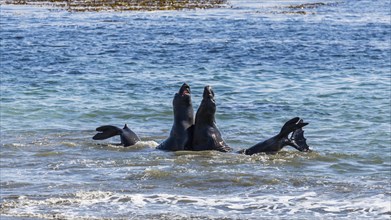 Two Northern Elephant Seals (Mirounga angustirostris) fight in the water