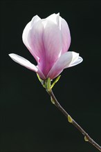 Flowering of Chinese Magnolia (Magnolia x soulangeana)