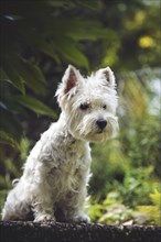 West Highland White Terrier (Canis lupus familiaris) sits on slab in the garden