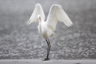 Great egret (Ardea alba) standing on ice with spread wings
