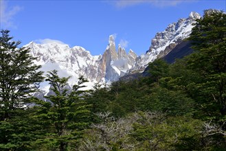 View through forest on Cerro Torre and Cerro Adela