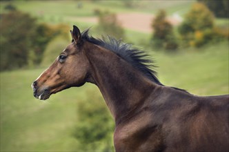 Horse (Equus)