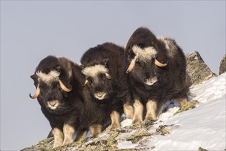 Musk oxes (Ovibos moschatus)