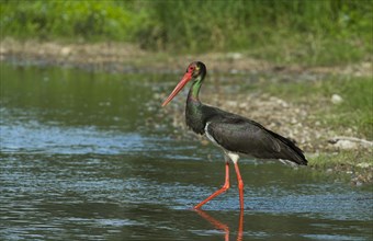 Black stork (Ciconia nigra) runs in water