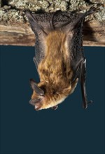 Big brown bat (Eptesicus fuscus) ready to take off