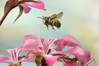 European wool carder bee (Anthidium manicatum)