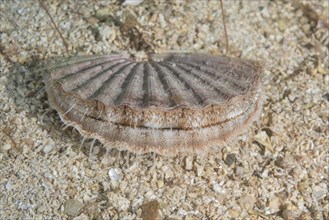 Queen scallop (Aequipecten opercularis) on sandy bottom