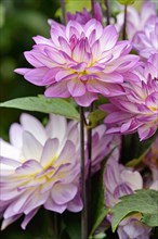 Decorative dahlia (Dahlia)