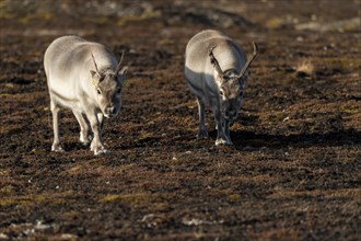 Svalbard reindeers (Rangifer tarandus platyrhynchus)