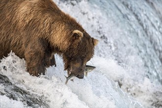 Brown bear (Ursus Arctos) salmon fishing at Rapids