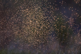 Dancing mosquitoes against the light at a river in Saxony-Anhalt