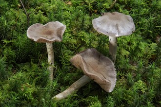 Mushroom (Cortinarius violaceocinereus)