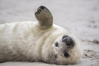 Grey seal (Halichoerus grypus)