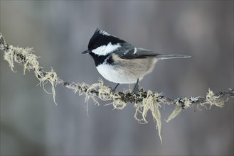 Adult Coal tit (Periparus ater) sits on branch