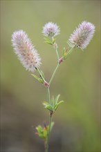 Haresfoot Clover (Trifolium arvense)