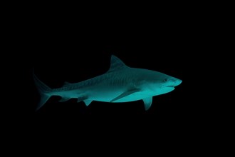 Tiger Shark (Galeocerdo cuvier) swims in the night