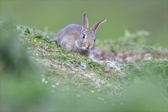 Young wild rabbit (Oryctolagus cuniculus) sits in front of its den