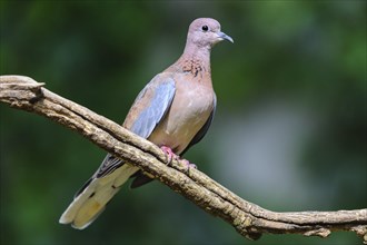 Laughing dove (Streptopelia senegalensis) sits on branch
