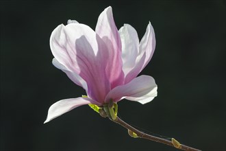 Flowering of Chinese Magnolia (Magnolia x soulangeana)