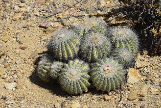 Cactus (Copiapoa cinerascens)