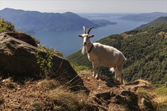 Goat (Capra) on Monte Morissolo