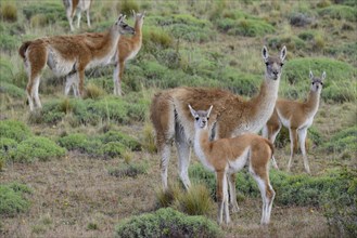 Flock of Guanacos (Lama guanicoe) with young animals