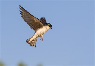 Tree swallow (Tachycineta bicolor) flying