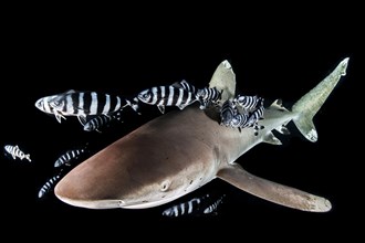 Oceanic whitetip shark (Carcharhinus longimanus) with Pilot Fish (Naucrates ductor)