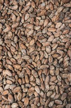 Cocoa beans for drying