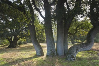 Wood pasture oak (Quercus robur)