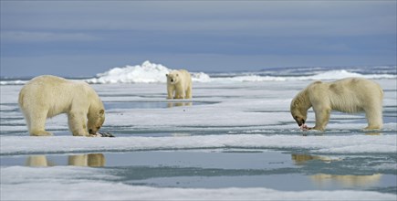 Polar bears (Ursus maritimus)