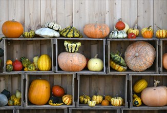 Various pumpkins exhibited in boxes