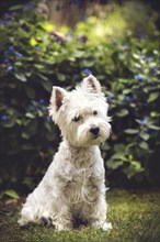 West Highland White Terrier (Canis lupus familiaris) sitting in front of bushes