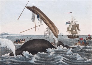 Dangers of whaling