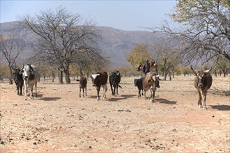 Himba man drives cattle through the dry tree savannah