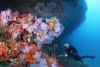 Diver views overhang densely overgrown with Soft corals (Alcyonacea)