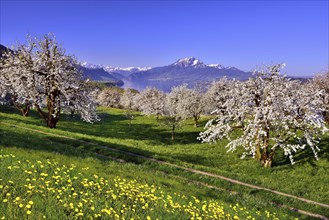 Cherry trees (Prunus) in bloom at Kussnacht am Rigi