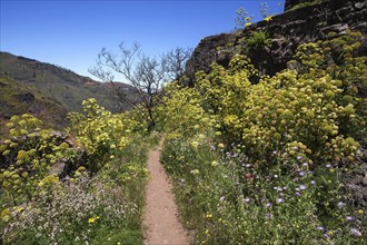 Path through blooming vegetation