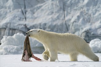 Polar bear (Ursus maritimus) with captured seal skin