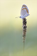 Silver-studded blue (Plebejus argus) sitting on a dried blade of grass