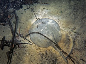 Ocellate river stingray (Potamotrygon motoro)