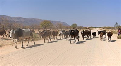 Cattle herd on a gravel road