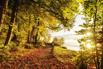 Hiking trail with autumn leaves at the Kirchsee