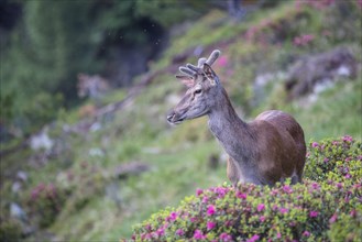 Red deer (Cervus elaphus)