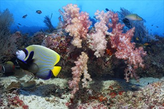 Emperor angelfish (Pomacanthus imperator) swims in front of a coral reef with soft corals (Alcyonacea)